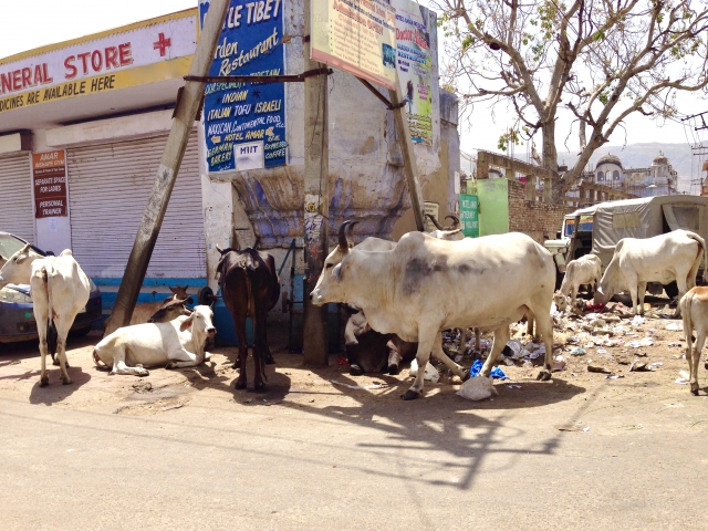 インドの街中を歩く牛｜都市部の日常風景