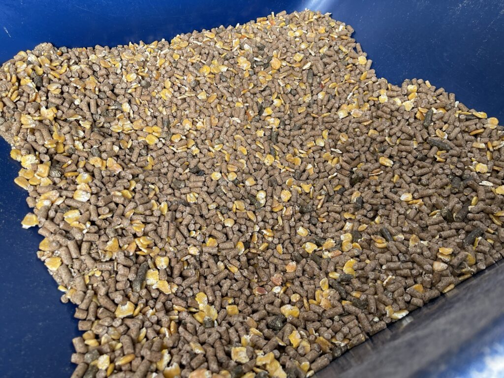 育成牛用 配合飼料 給餌用ペレット飼料の外観