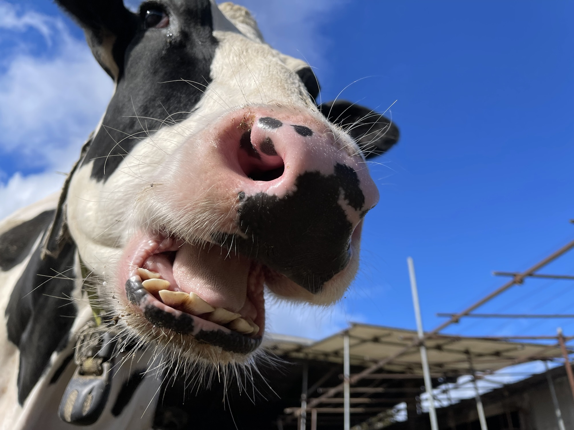 牛に上の前歯がない理由を示す歯床板と下顎切歯の構造図