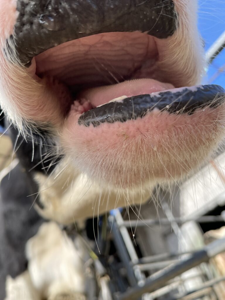 牛の口内構造（上顎の歯床板と下顎の切歯の位置関係）