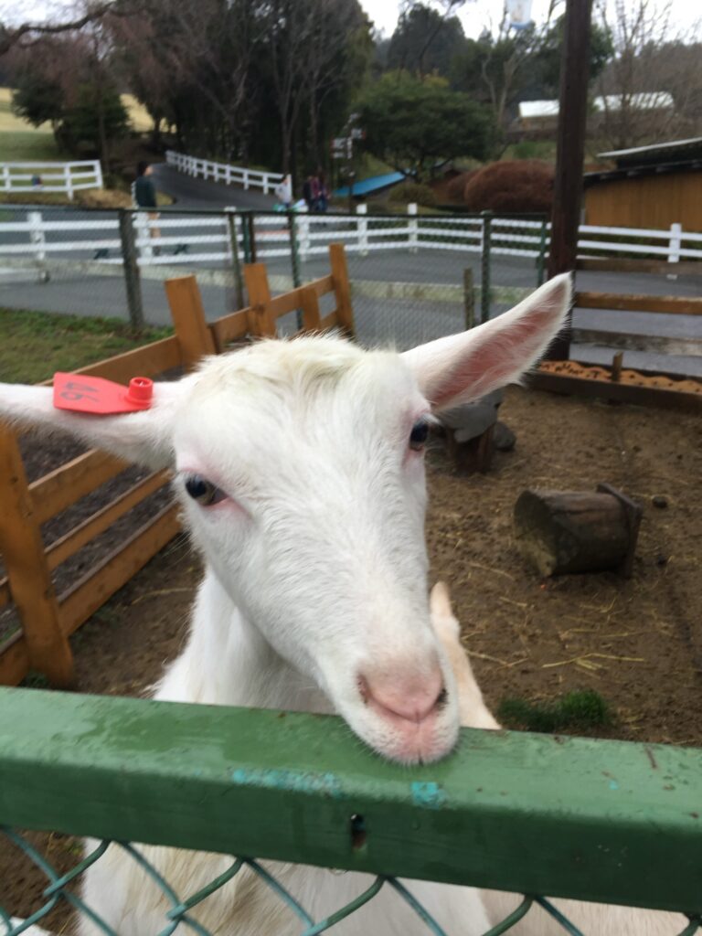 富士宮市 まかいの牧場で飼育されているやぎの様子