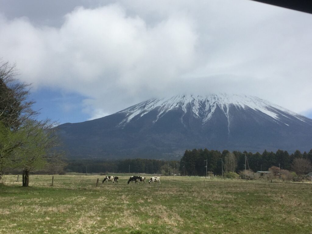 静岡県富士宮市 まかいの牧場の風景と放牧された牛