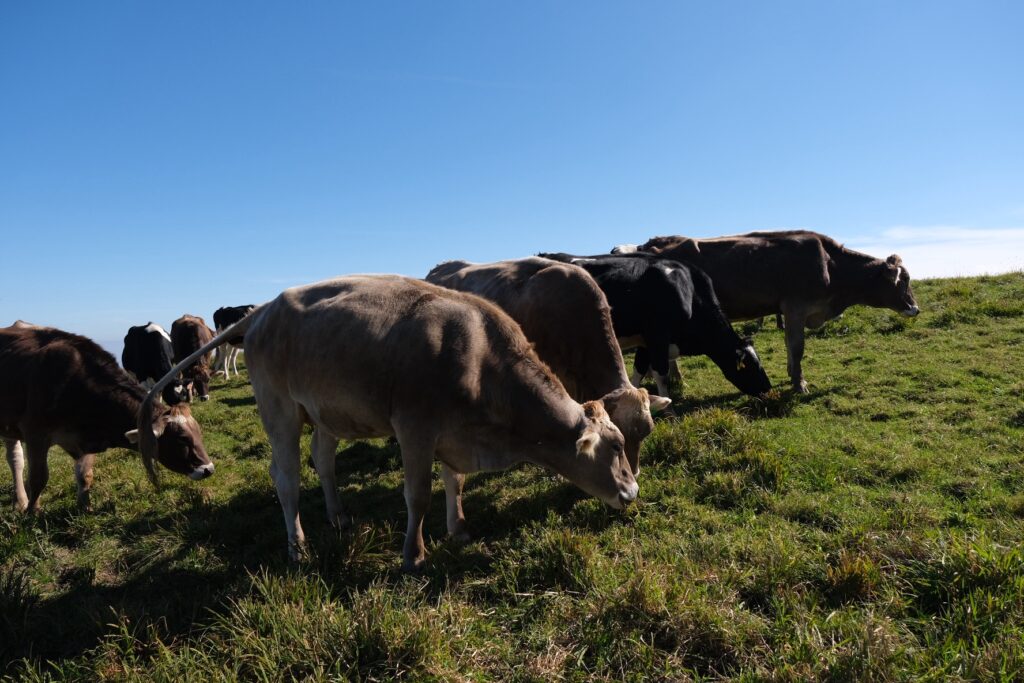 Holstein and Brown Swiss cows grazing at Ozasa Ranch