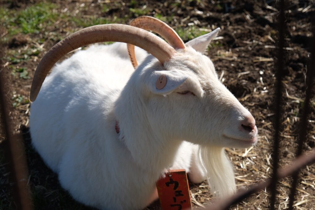 Goats at Ozasa Ranch