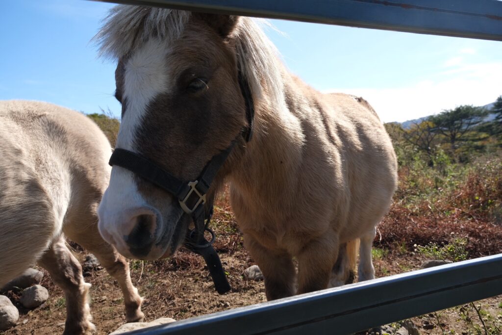 American Miniature Horse at Ozasa Ranch